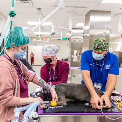 A veterinary technician and students, all wearing surgical masks and scrubs, working together on a dog lying on a table in a clinical setting. They are focused on a procedure, with various medical equipment visible around them.